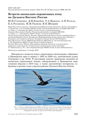 Птицы Дальнего Востока готовятся к брачному сезону | Ых-миф (Сахалин) - моя  родина | Дзен