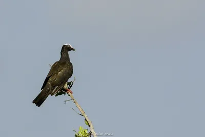 Водоросль Чайки Или Доминиканская Чайка, Larus Dominicanus, Одной Птицы  Водой, Фолклендские Острова Фотография, картинки, изображения и  сток-фотография без роялти. Image 24688601