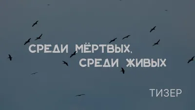 Необычная птица... — На чаек к друзьям (Алла Мироненко) — NewsLand