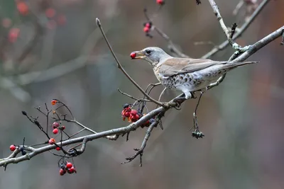 Дрозд-рябинник — Turdus pilaris / Галерея / Птицы России