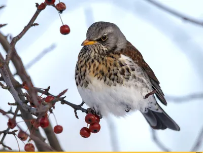 Дрозд-рябинник (Turdus pilaris). Фото на сайте \"Грибы: информация и  фотографии\"