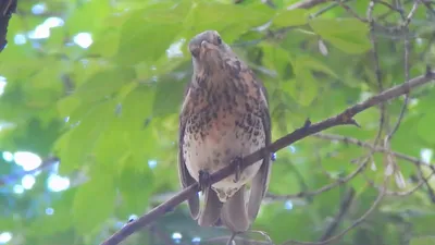 Фотогалерея - Птицы (Aves) - Дрозд-рябинник (Turdus pilaris) - Природа  Республики Мордовия