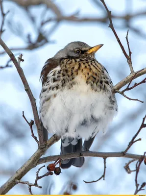 Фотокаталог птиц: Дрозд-рябинник (Turdus pilaris)