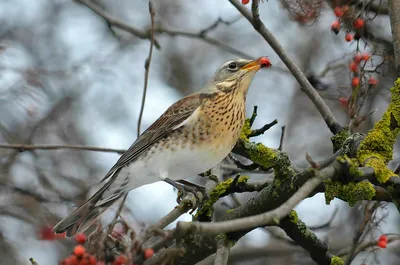 https://www.kavkazzapoved.ru/news/davayte-znakomitsya-drozd-ryabinnik-turdus-pilaris