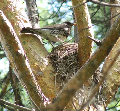 Дрозд-рябинник (Turdus pilaris)