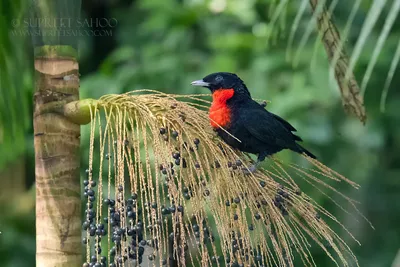 Карикатура птицы джунглей Toucan тропический экзотические птицы Иллюстрация  вектора - иллюстрации насчитывающей тукан, клюв: 187819979