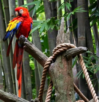 Красная Птица Джунглей Галлус Галлус Тропической Птицы В Семье Phasianidae  Он Является Основным Прародителем Отечественной Курицы Gallus Gallus Domes  — стоковые фотографии и другие картинки Азия - iStock