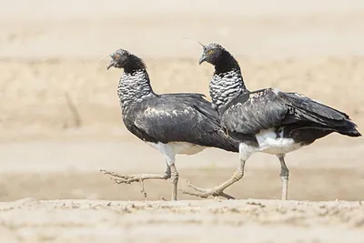 Южноамериканская гарпия | Animales en peligro de extincion, Aguila harpia,  En peligro de extincion