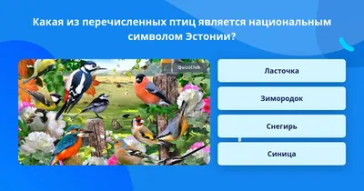 Эстонии угрожает эпидемия птичьего гриппа – Нарвская газета \"Город\"