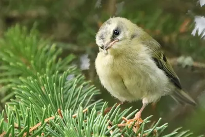 Винтаж: Тарелки Певчие птицы Европы Tirschenreuth WWF (Германия) купить в  интернет-магазине Ярмарка Мастеров по цене 24468.62 ₽ – T58F6BY | Тарелки  винтажные, Дрезден - доставка по России