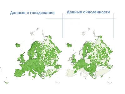 В Пинске поселилась самая маленькая птица Европы