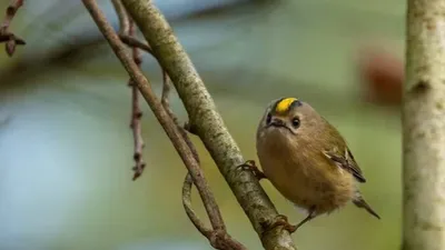 Норма или ожирение? - Зерноядные певчие птицы Европы - Форумы Mybirds.ru -  все о птицах