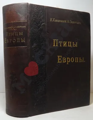 Время отлёта: перелётные птицы отправляются в тёплые края и остаются на  снимках фотографа