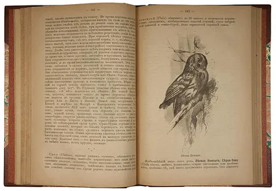 Птицы Европейской части России. Вадим Рябицев - «Знаменитый двухтомник  Рябицева хорошо бы иметь каждому наблюдателю за птицами» | отзывы