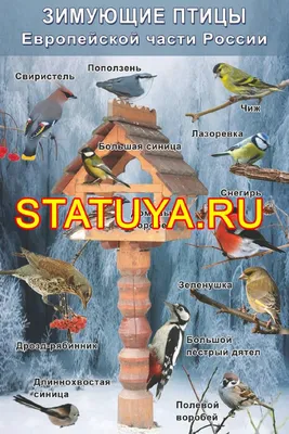 Птицы Европы « Красота природы « Книги по сериям « Книги « Интернет-магазин  « Воскресный день