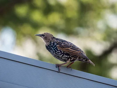 Alexandr - Сорока — самая красивая птица Европы. #magpie... | Facebook