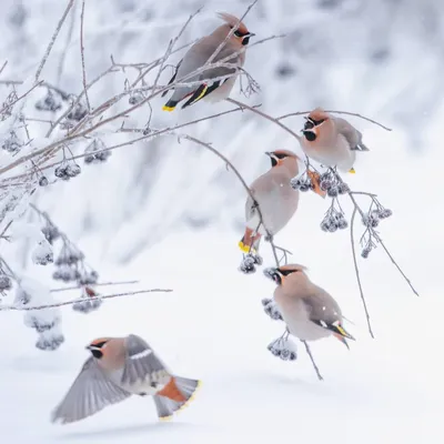 Фото-монстр - Птицы Финляндии Автор: Jukka Risikko | Facebook