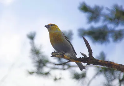 BirdLife Suomi - Mediakuvat | Птицы, Анималист, Финляндия