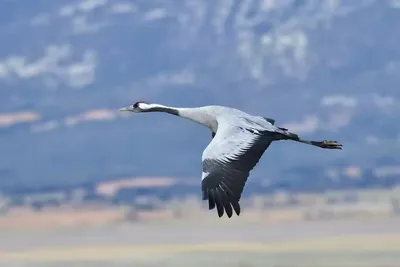 Дикая птица в диком Bassanus Morus, северный Gannet на острове Helgoland на  Северном море в Германии Стоковое Фото - изображение насчитывающей среда,  туризм: 197429640