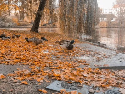 Дикие животные и птицы Германии | Недвижимость и Бизнес в Германии | Дзен