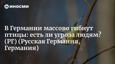 Меркель и птицы: что за попугаи «атаковали» канцлера?