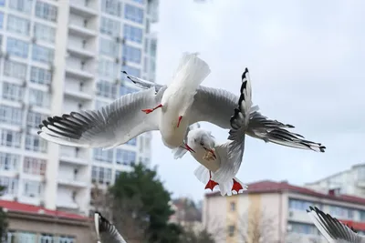 https://vesti-sochi.tv/obshhestvo/82361-v-sochi-na-zimovku-prileteli-ptitsy