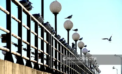 Прогулки по Сочи. Дендропарк \"Южные культуры\" ч.1 | Пикабу