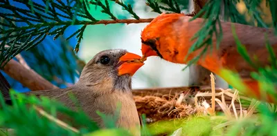 Кто разоряет гнезда дроздов? « Fotoparus