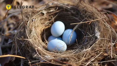 Птичьи гнезда у дома — что значит эта примета - Телеграф