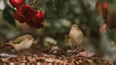 Картинки природа, цветы, листья, растение, фуксия, птицы мира, птичка,  колибри - обои 1366x768, картинка №391017