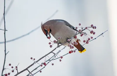 Фотоопределитель куликов Якутии 2017-12-24. Птицы Сибири.