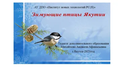 Эй, кобчик!»: В России Объявлена птица 2021 года - Новости Якутии - Якутия .Инфо