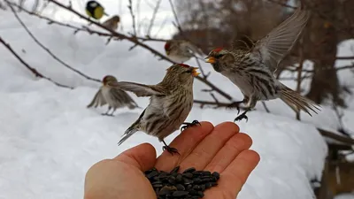 Птицы Якутии. Дятлы