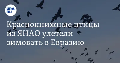 Ямальские ученые обнаружили нехарактерные для региона виды птиц | Ямал-Медиа