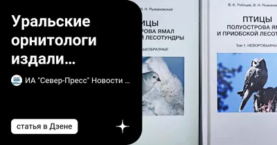 На крупном нефтяном объекте поселилась белая трясогузка | ОБЩЕСТВО: События  | ОБЩЕСТВО | АиФ Ямал