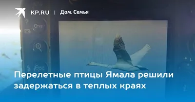 Редкие птицы будут изучены на Ямале – GoArctic.ru – Портал о развитии  Арктики