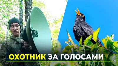 Самые красивые зимние птицы ЯНАО: фотоподборка