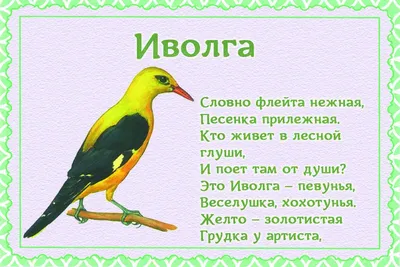 Эксперты: Ярославль покидают соловьи из-за состояния окружающей среды-  Яррег - новости Ярославской области