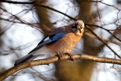 Ноябрьские птички 🕊... - Правительство Ярославской области | Facebook