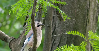 Сойка (Garrulus glandarius). Птицы Европейской России.