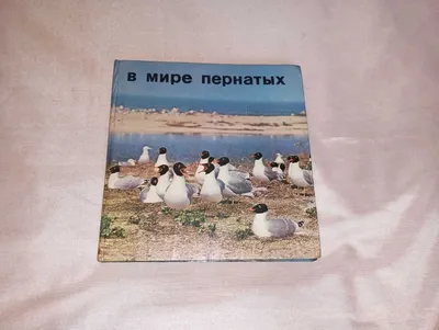 Дневные хищные птицы. Лунь полевой, луговой, степной, пегий, болотный.  \"Седой как лунь\".