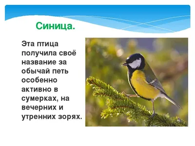 Опьянение птиц в Югре: забродившие ягоды стали причиной - Общество -  Новости Нижневартовска