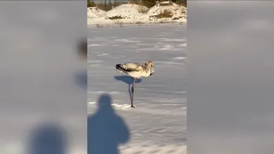 В Югре нашли приют для потерявшегося фламинго