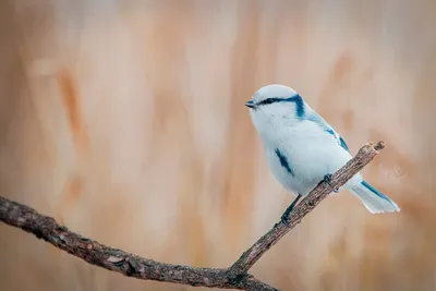 Птицы южного урала фото фотографии