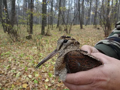 Самая крупная птица Ивановской области