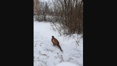 Ивановские птицы оказались под прицелами фотокамер