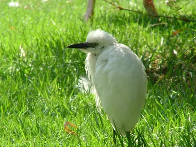 Кваква- Black-crowned Night Heron. Photographer Etkind Elizabeth