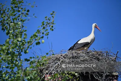 Аномальное потепление: в Калининград возвращаются птицы и... клещи - KP.RU