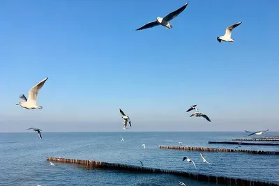 ИА Regnum В Калининградской области зафиксирован массовый прилёт снегирей |  Куршская Коса - национальный парк