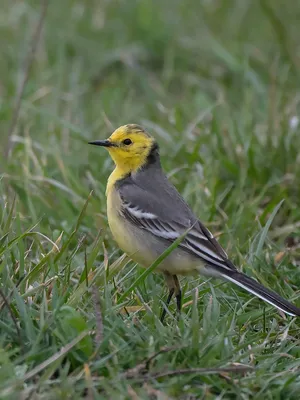 Второй очерк - отряд: Аистообразные Ciconiiformes